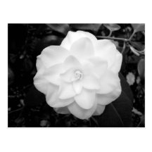 Flor blanca. (Blanco y negro) Postal