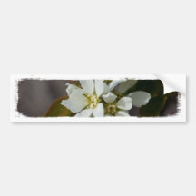 Flor blanca con la hormiga pegatina de parachoque
