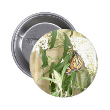 flor blanca con la mariposa pins