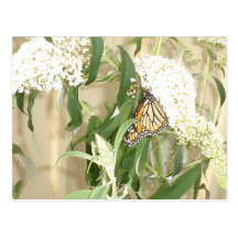 flor blanca con la mariposa postal