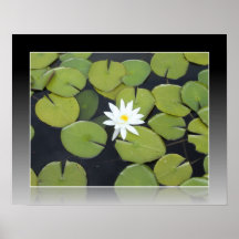 Flor blanca de Lilypad Impresiones