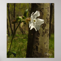 Flor blanca del bosque, impresión poster