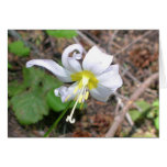 Flor blanca felicitación
