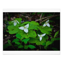 Flor blanca fotografia