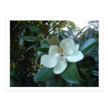 flor blanca postal