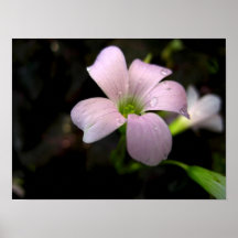 Flor blanca impresiones