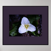 Flor blanca posters
