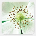 FLOR BLANCA SALVAJE PHOTOGR DEL FLOR DE 1048 PÉTAL PEGATINAS CUADRADAS PERSONALIZADAS
