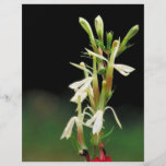 Flor cardinal blanca tarjetas informativas