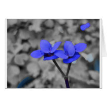 Flor Cartoes