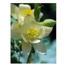 Flor columbine bonita y significado postales