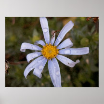 Flor con rocío impresiones