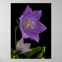 Flor de Bell púrpura Posters