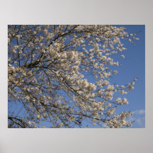 Flor de cerezo 2 impresiones