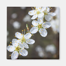 Flor de cerezo blanca imanes de nevera