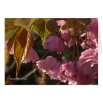 Flor de cerezo de la buena mañana tarjetas