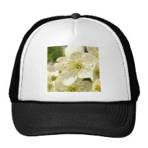 Flor de cerezo gorros  