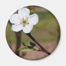 Flor de cerezo imán de nevera