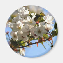 Flor de cerezo imán para frigorífico