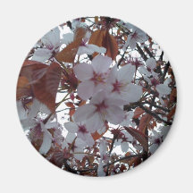 Flor de cerezo imanes de nevera