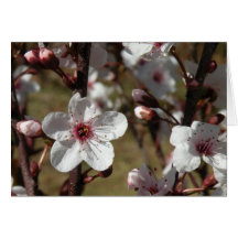 Flor de cerezo japonesa tarjeta
