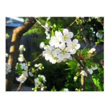 Flor de cerezo postal