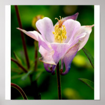 Flor de Columbine (3) Impresiones