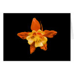 Flor de Columbine de la tarjeta, del escarlata y d