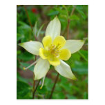 Flor de Columbine en amarillo Postales