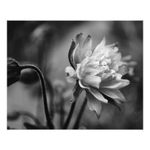Flor de Columbine en blanco y negro Arte Fotográfico