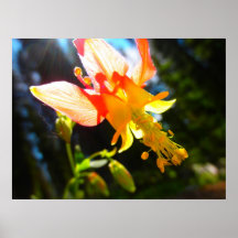 Flor de Columbine Posters