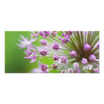 Flor de estrella arte con fotos