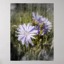 flor de la achicoria impresiones