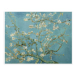 Flor de la almendra de Van Gogh Tarjeta Postal