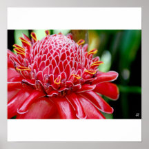 Flor de la antorcha impresiones