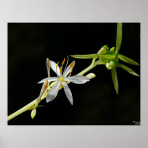 Flor de la araña impresiones