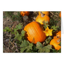 Flor de la calabaza felicitación