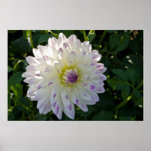Flor de la dalia--Margaret Ellen Impresiones