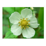 Flor de la fresa salvaje postal