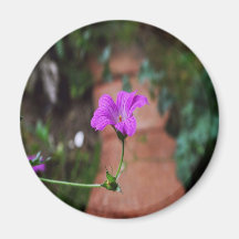 Flor de la lavanda imán para frigorifico
