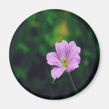 Flor de la lavanda imanes para frigoríficos