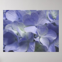 Flor de la lavanda impresiones