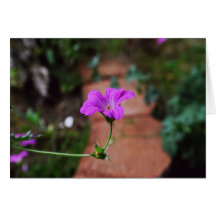 Flor de la lavanda tarjetas