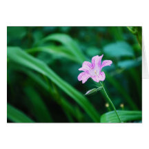 Flor de la lavanda tarjetas
