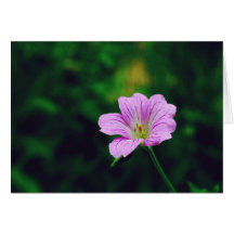 Flor de la lavanda tarjeton