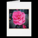 Flor de la magnolia tarjetas