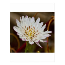 Flor de la mañana postales