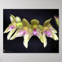 Flor de la orquídea posters