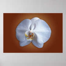 Flor de la orquídea posters