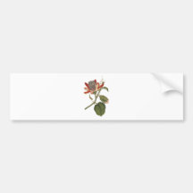 Flor de la pasión del vintage etiqueta de parachoque